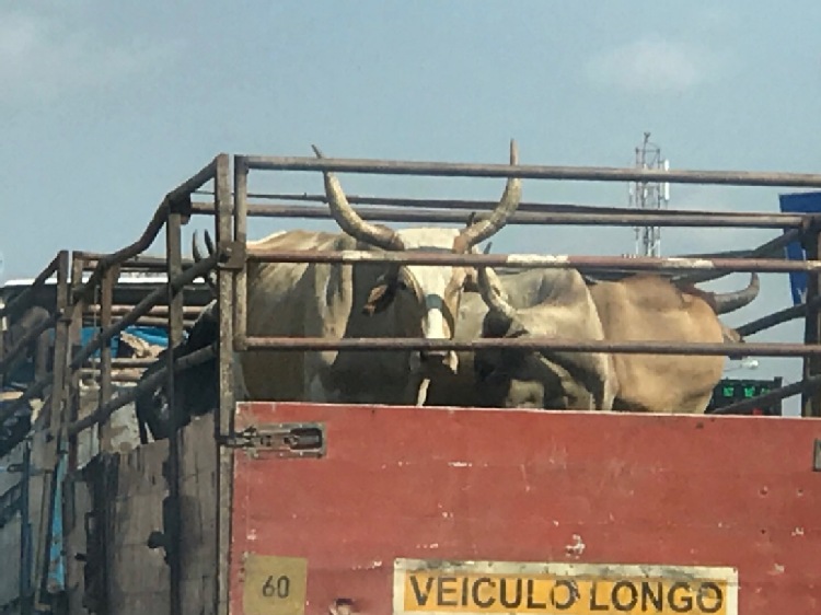 UWAGA! W UE wejdą nowe regulacje dla transportu zwierząt